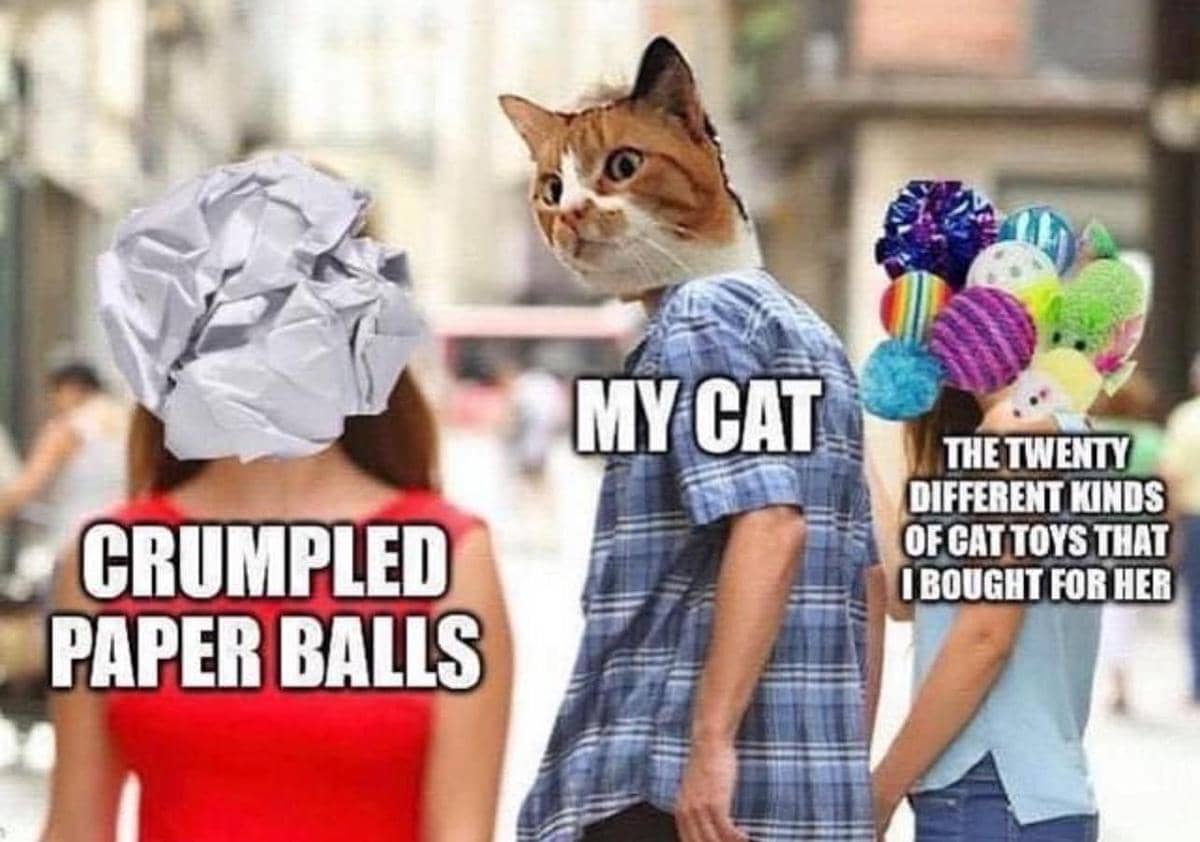 8 Meme Kucing tentang Bola, Lebih Menarik Main Bola Kertas