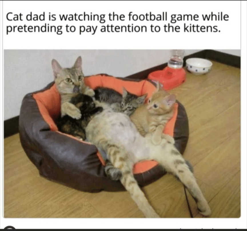 meme kucing tentang bola