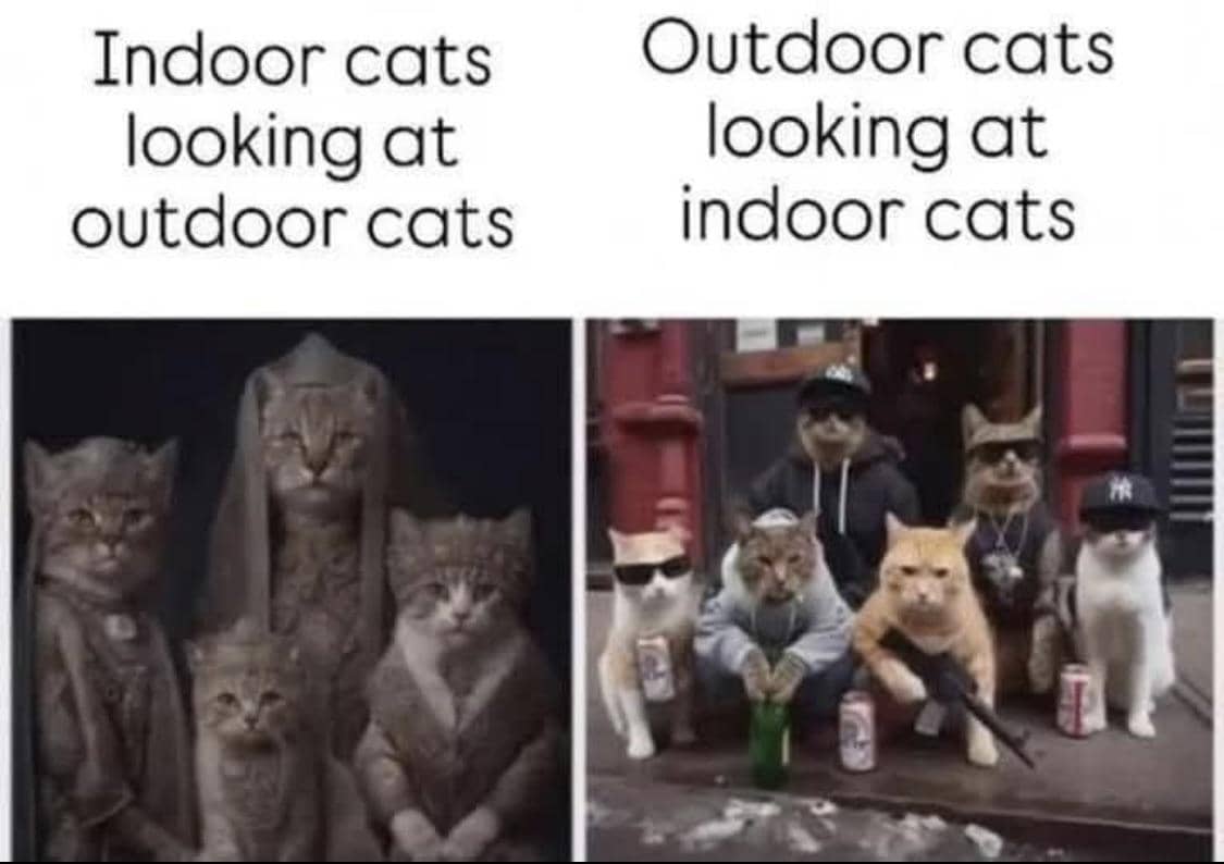 meme kucing tentang kaya raya