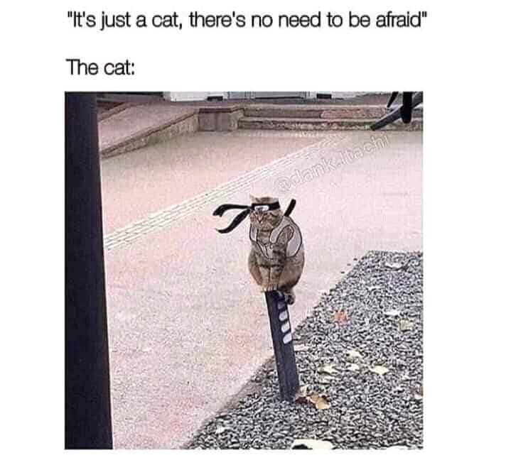 meme Naruto tentang kucing