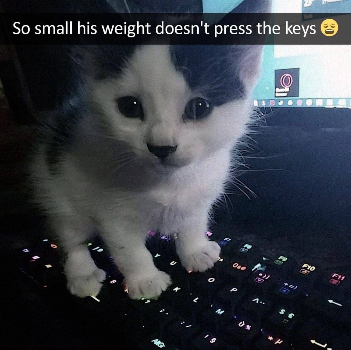 meme kucing tentang keyboard