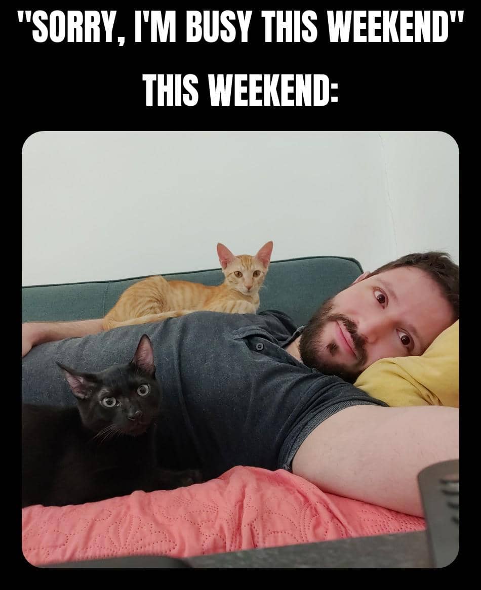 meme kucing tentang prioritas