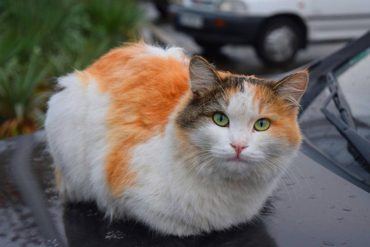 Kucing duduk posisi cat loaf.