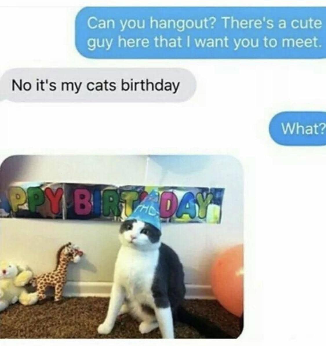 meme kucing tentang prioritas