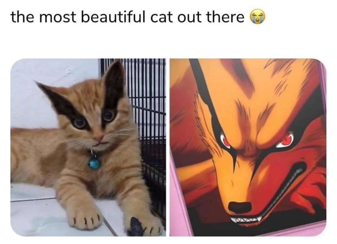 meme Naruto tentang kucing