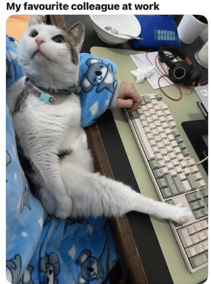 meme kucing tentang keyboard