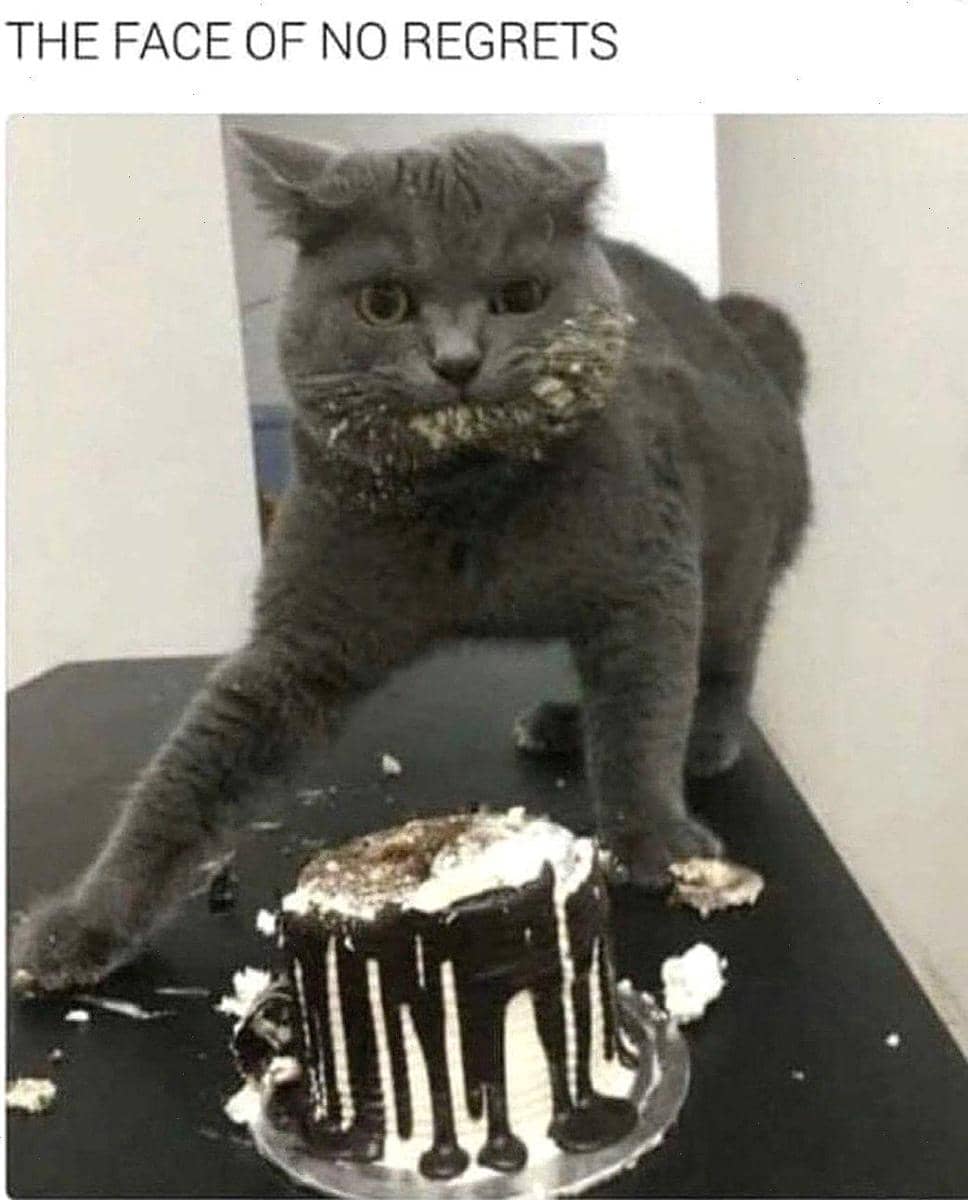 meme kucing tentang penyesalan
