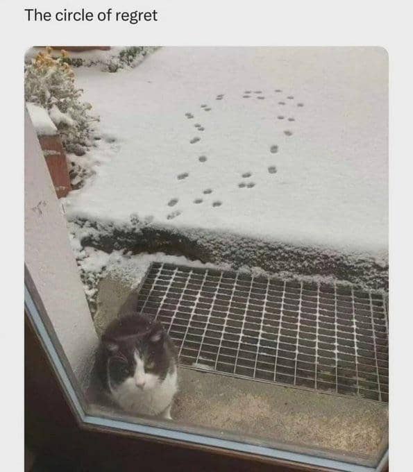 meme kucing tentang penyesalan