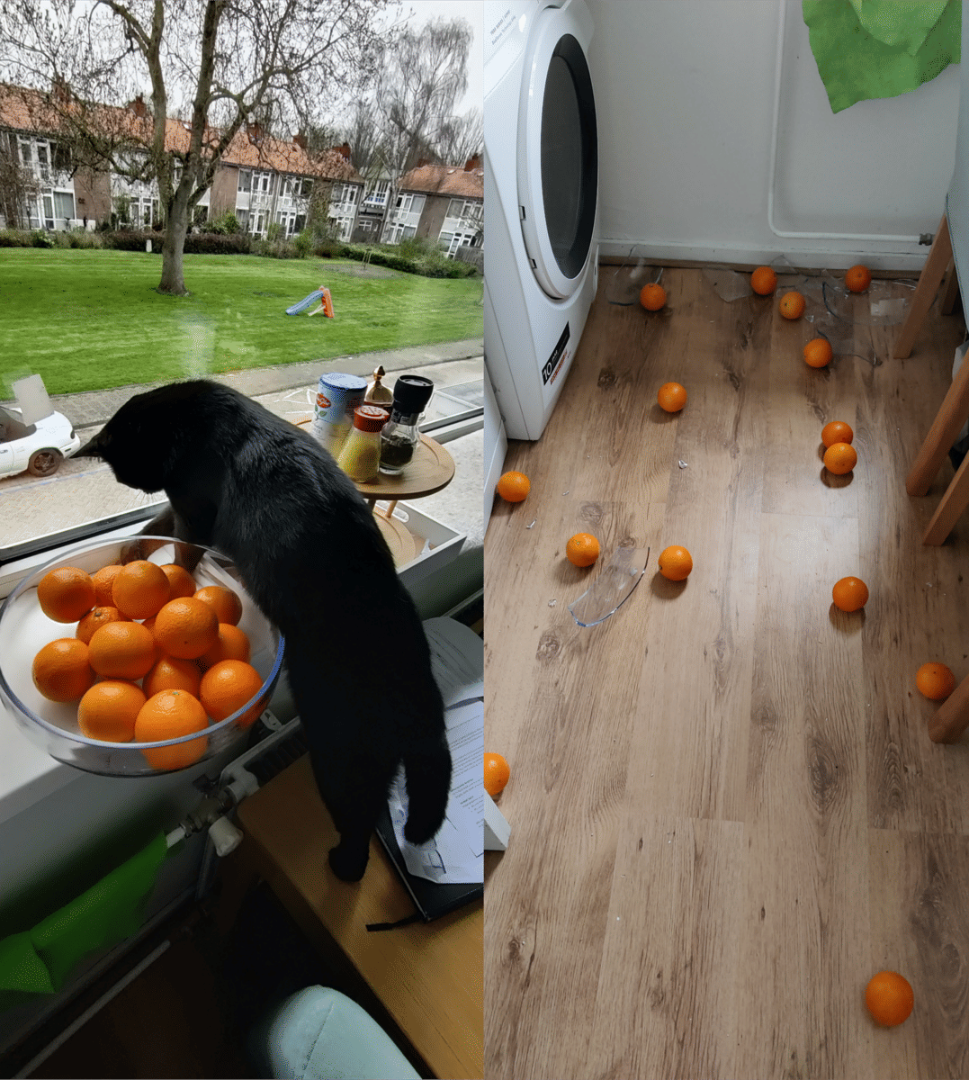 meme kucing tentang bola