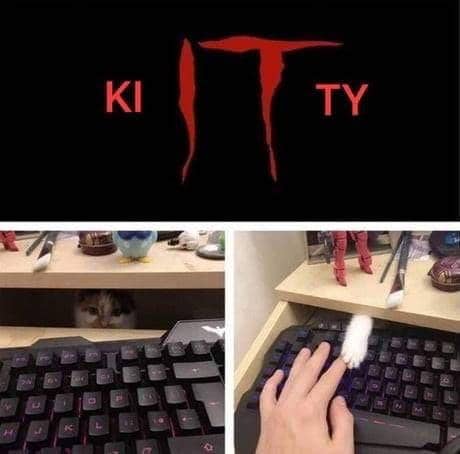 meme kucing tentang keyboard