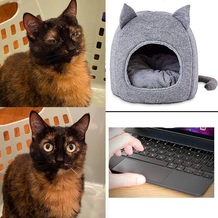 meme kucing tentang keyboard