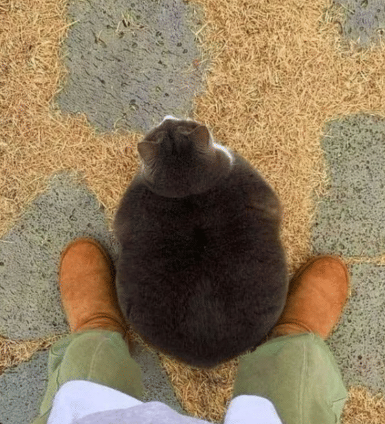 meme kucing tentang bola
