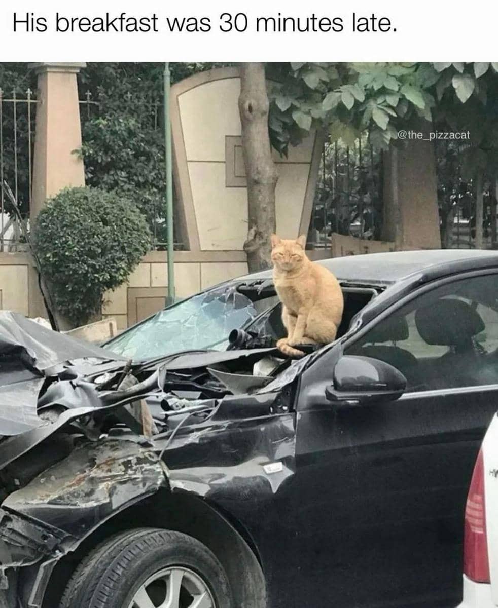 meme kucing tentang penyesalan
