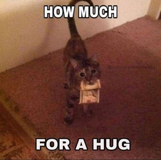 meme kucing tentang kaya raya