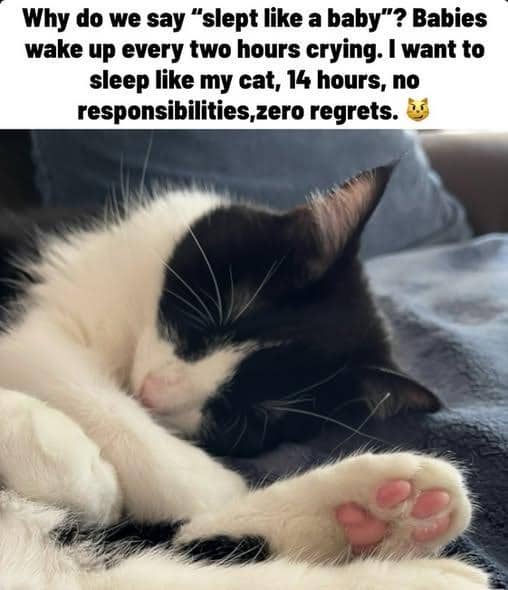 meme kucing tentang penyesalan