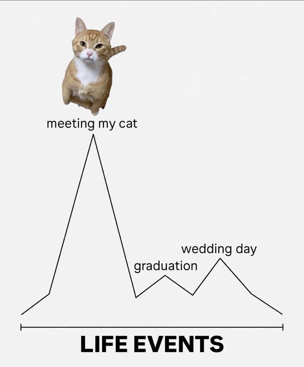 meme kucing tentang prioritas