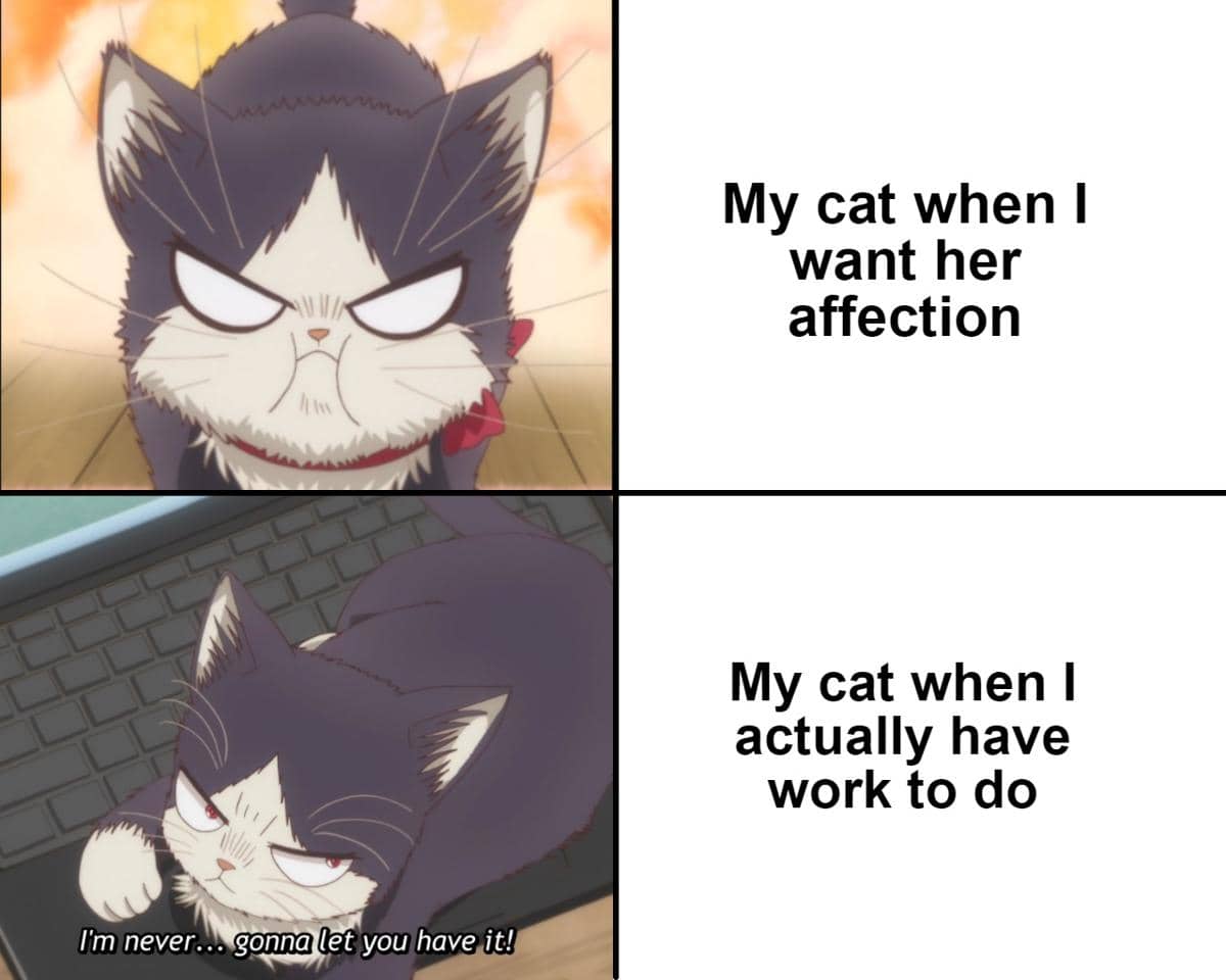 meme kucing tentang keyboard