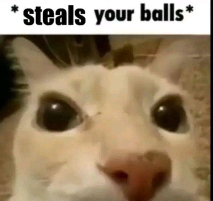meme kucing tentang bola