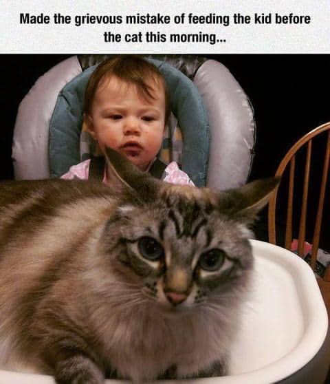 meme kucing tentang prioritas