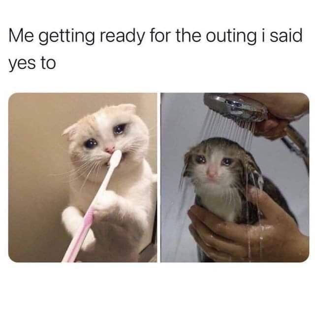meme kucing tentang penyesalan