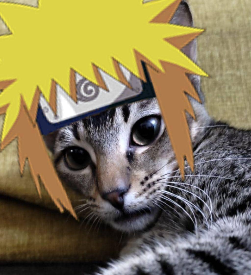 meme Naruto tentang kucing