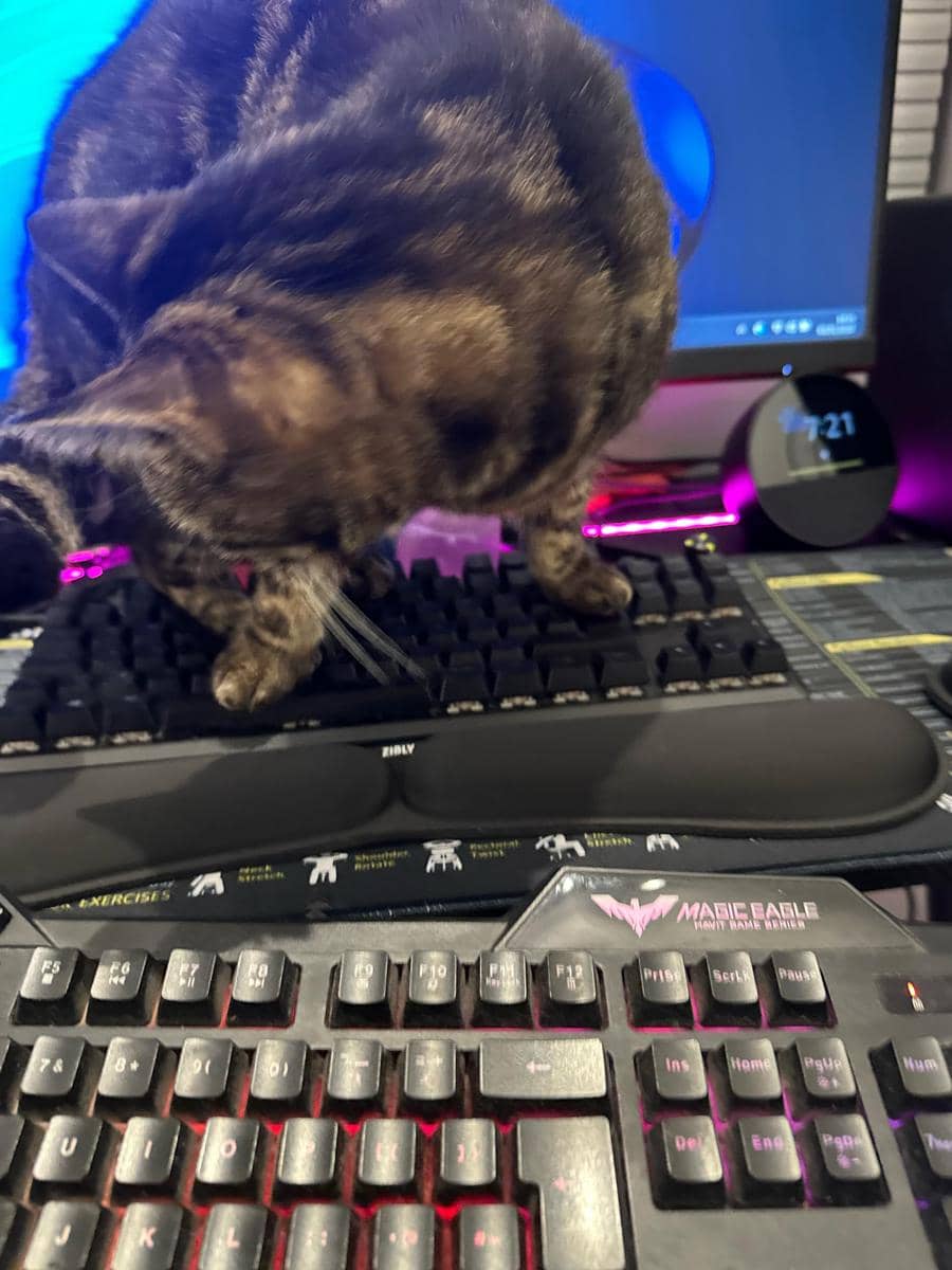 meme kucing tentang keyboard