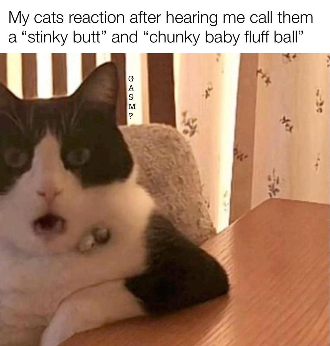 meme kucing tentang bola