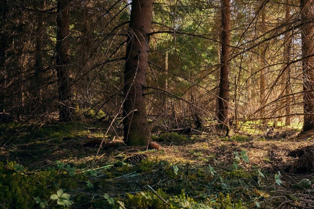 Ilustrasi hutan tropis yang mengalami musim kering
