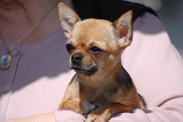 anjing chihuahua