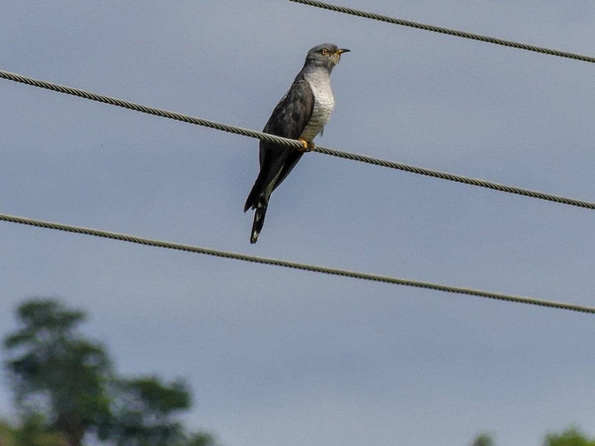Burung kukuk