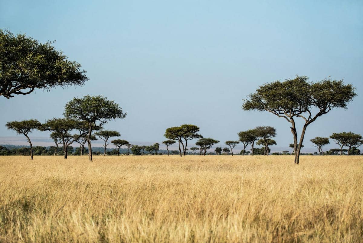 Sabana