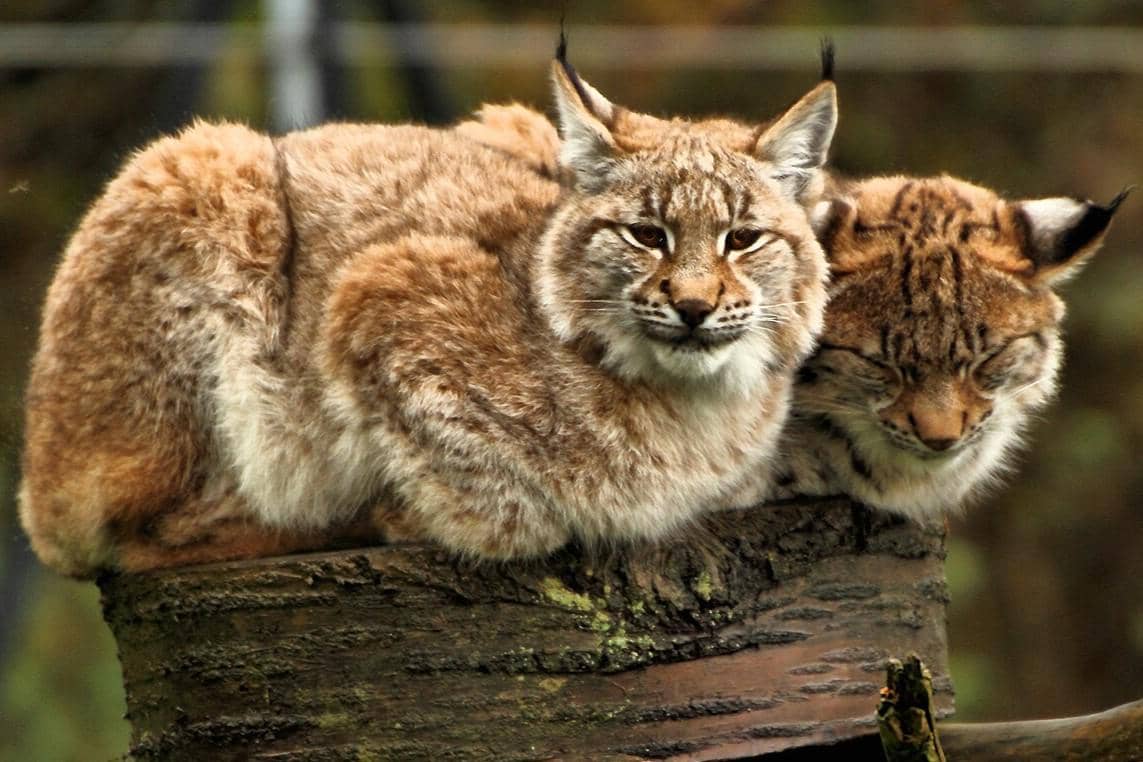 Sepasang lynx eurasia duduk posisi cat loaf di atas sepotong kayu.