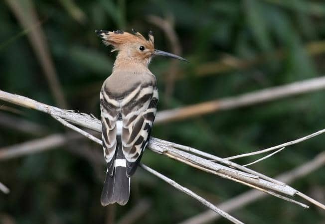 Burung Hoopoe