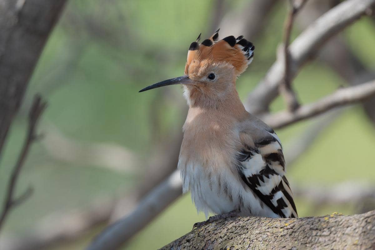Kenapa Burung Hoopoe Hasilkan Cairan Bau dari Kelenjar Tubuh?
