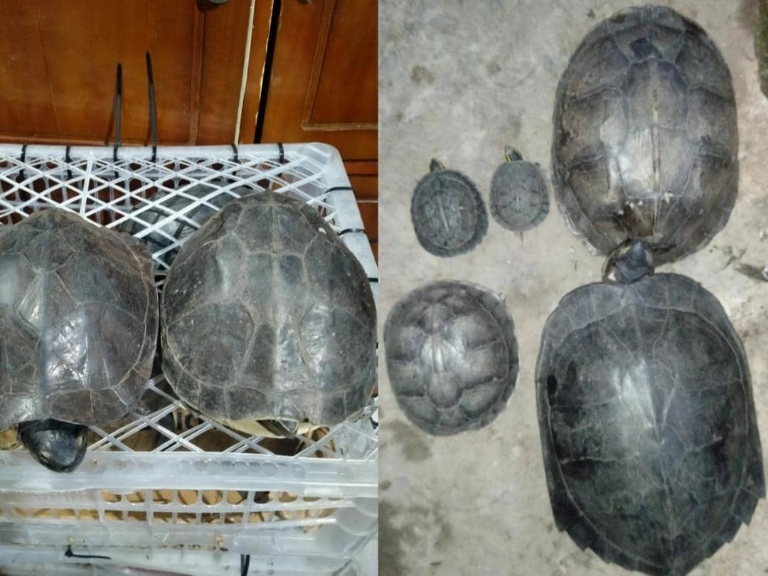 70 Kura-kura Tanpa Dokumen Disita dalam Mobil Ekspedisi di Bakauheni