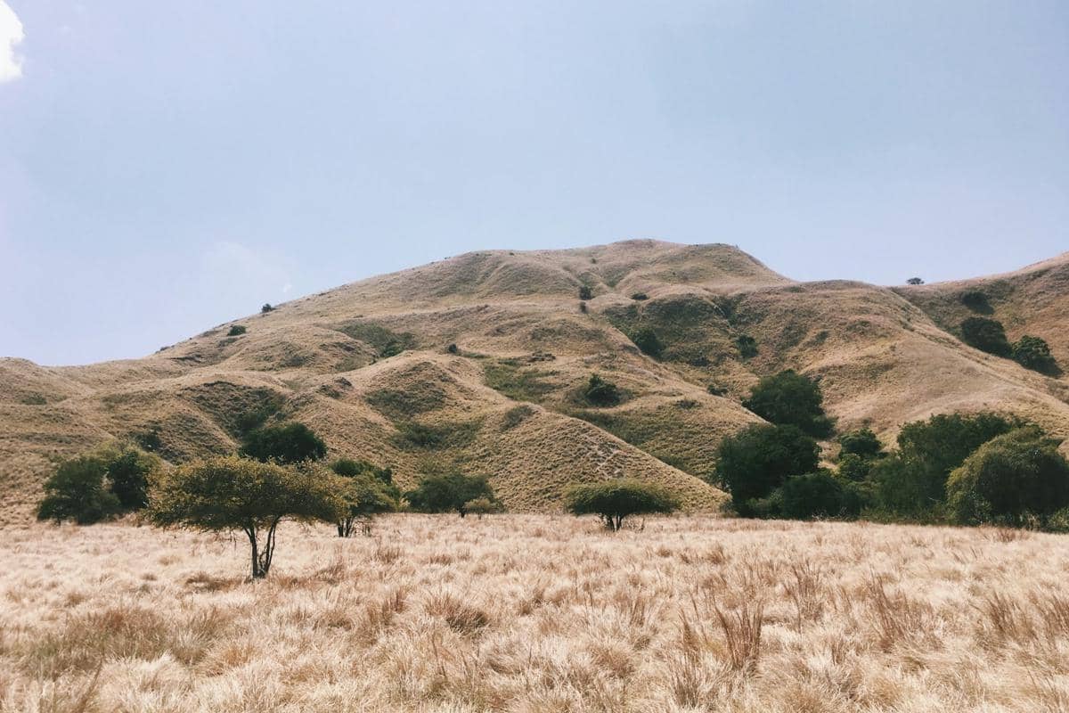 5 Ekosistem yang Paling Rentan Terdampak Kebakaran Hutan di Indonesia