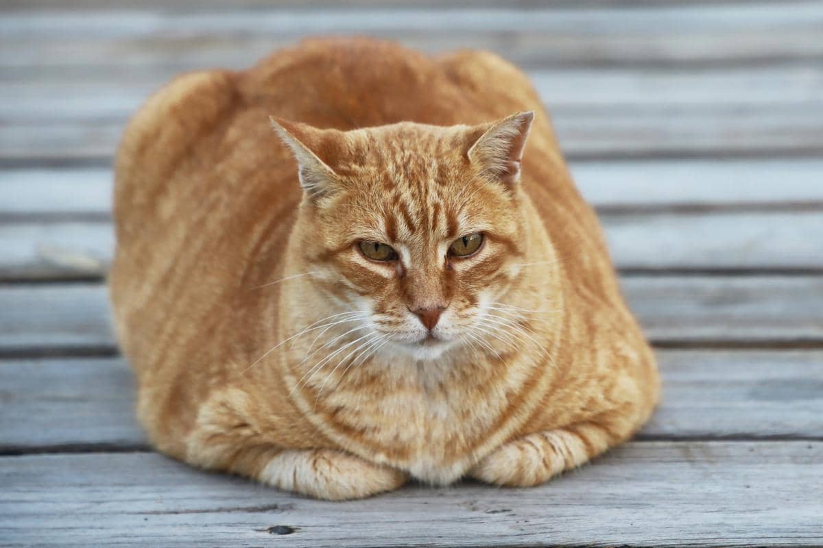 Mengenal Cat Loaf, Pose Kucing Duduk seperti Roti Tawar
