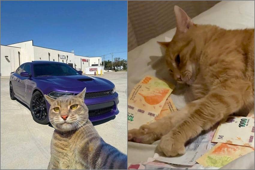8 Meme Kucing tentang Kaya Raya, Selfie Bareng Mobil