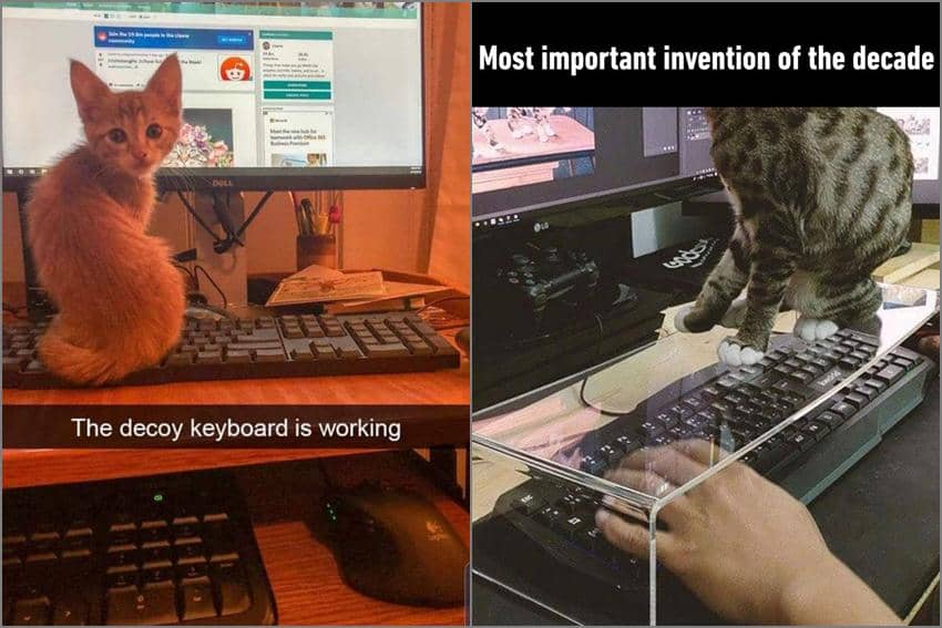 8 Meme Kucing tentang Keyboard, Mereka Suka Duduk di Atasnya
