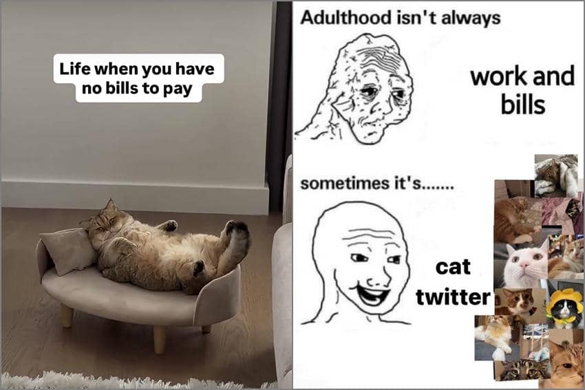 8 Meme Kucing tentang Tagihan, Gak Ikut Ambil Pusing