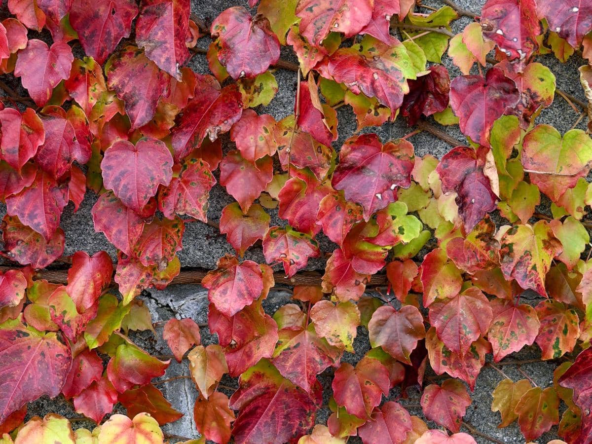 ilustrasi boston ivy