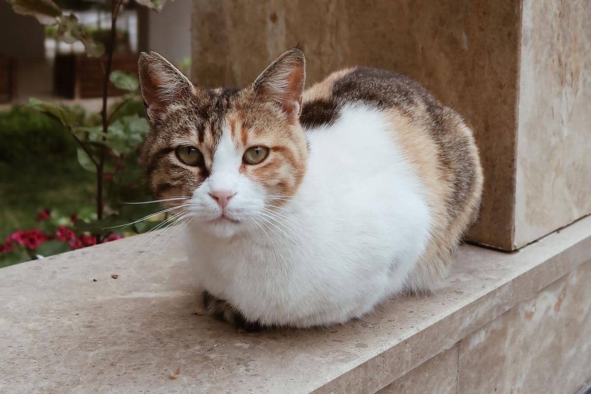 Kucing duduk dalam posisi cat loaf.