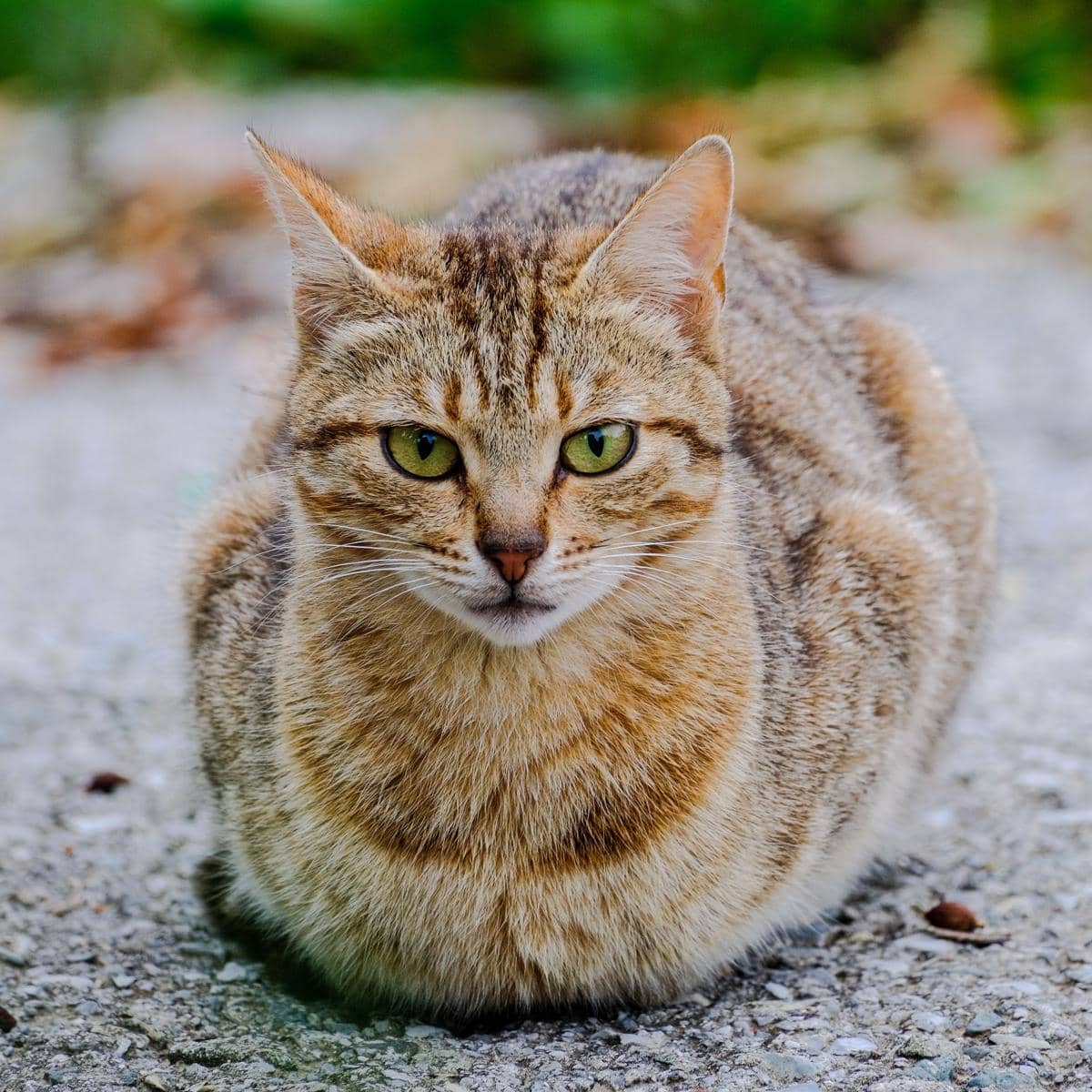 Kucing duduk posisi cat loaf.