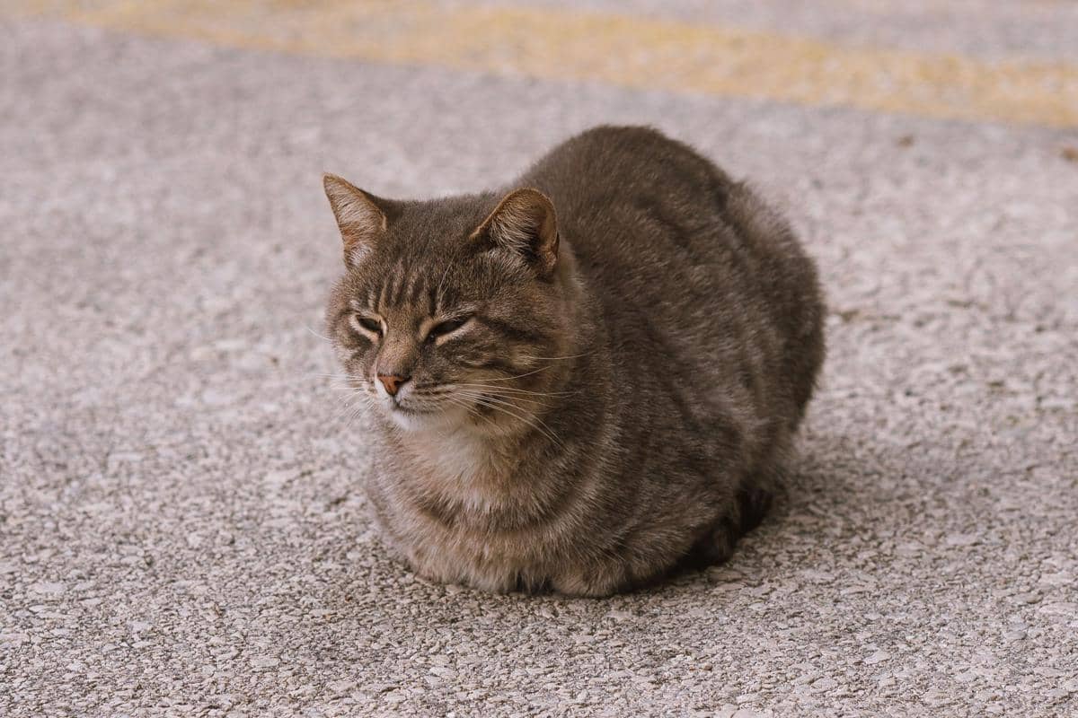 Kucing duduk posisi cat loaf.
