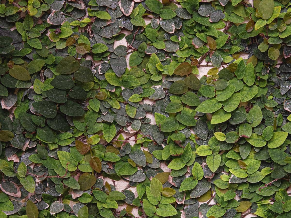 ilustrasi ficus pumila