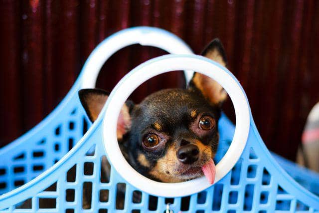 5 Alasan Kenapa Anjing Chihuahua Galak dan Cara Melatihnya