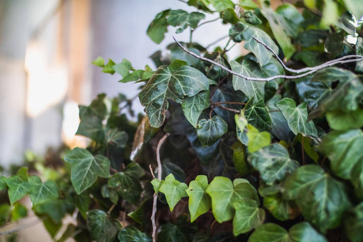 ilustrasi english ivy