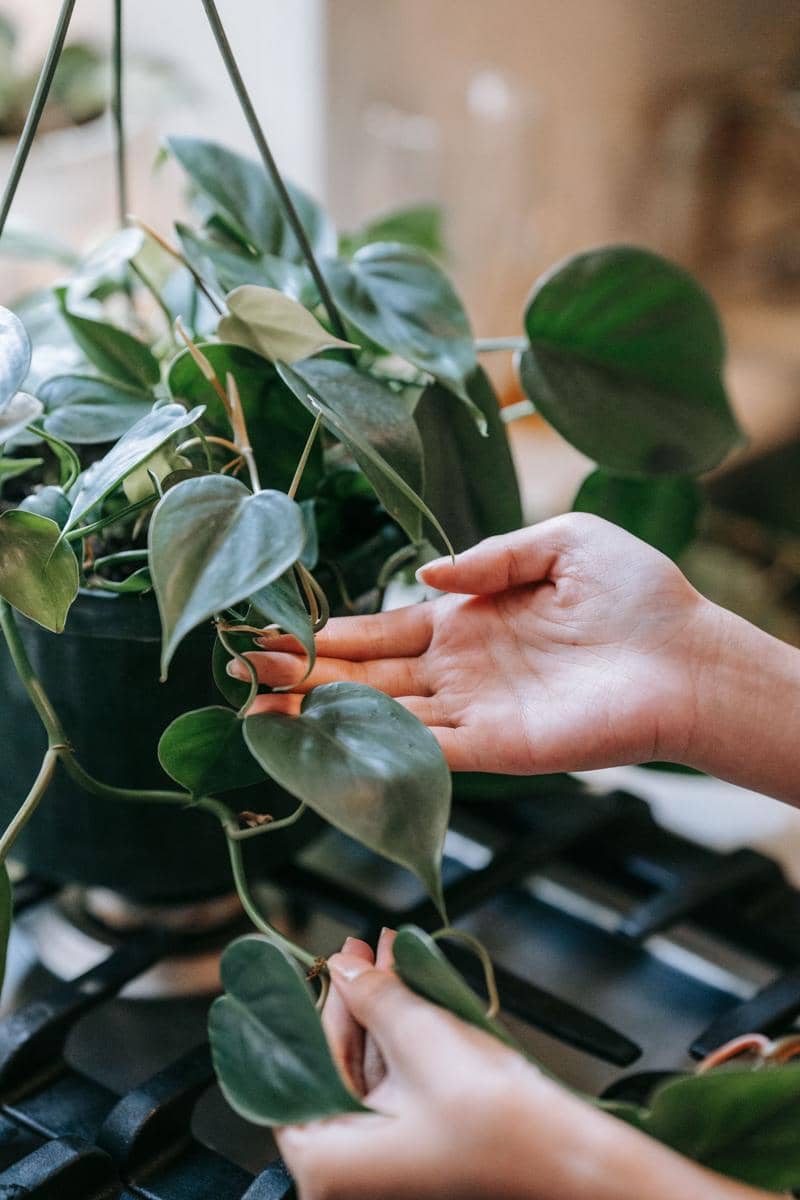 ilustrasi heartleaf philodendron