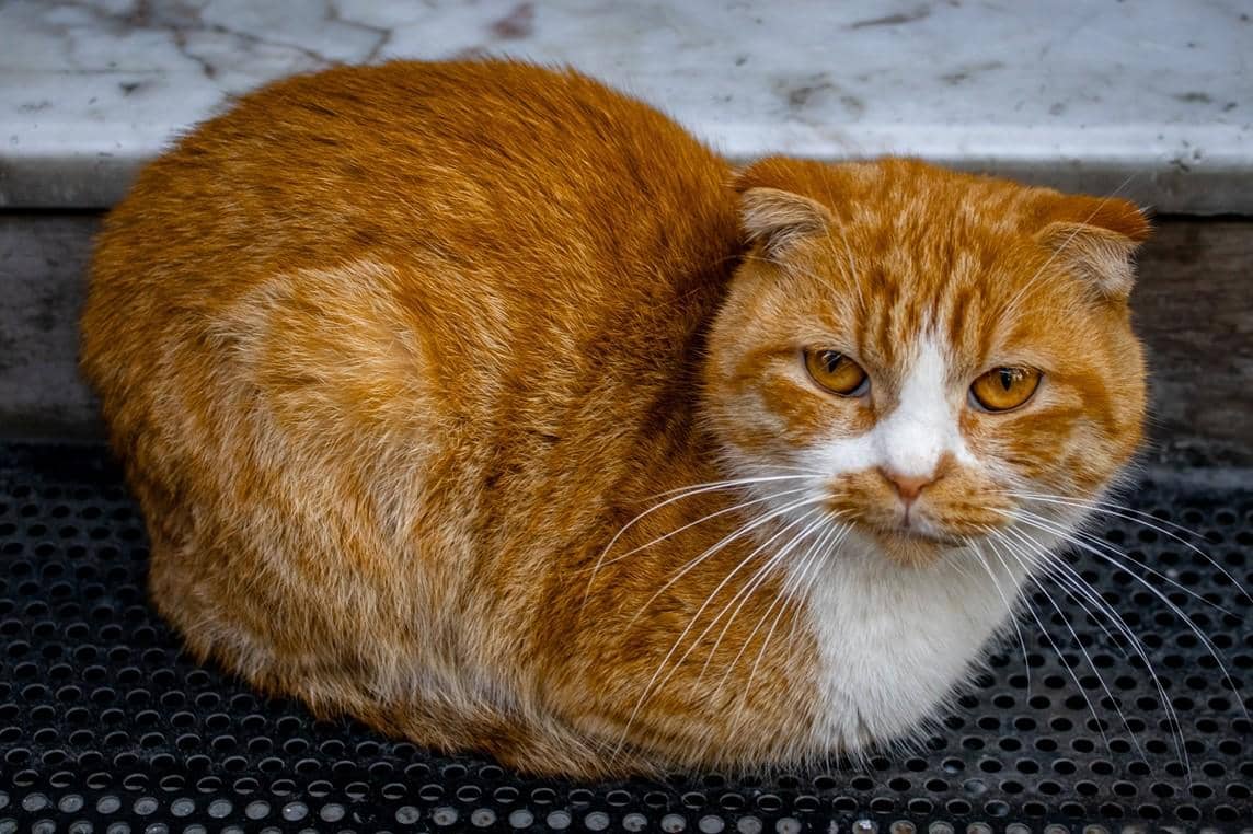 Kucing oranye duduk posisi cat loaf.