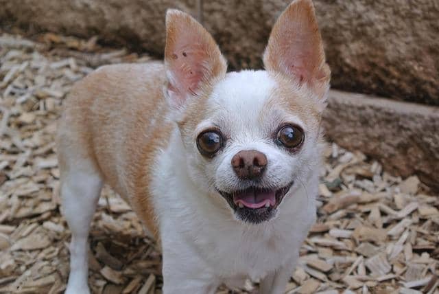 anjing chihuahua